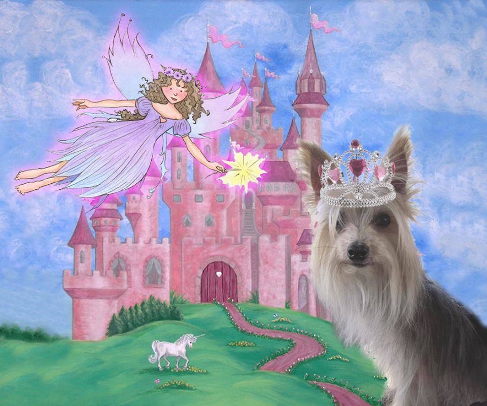 | Fox 11 Tri Cities Fox 41 Yakima