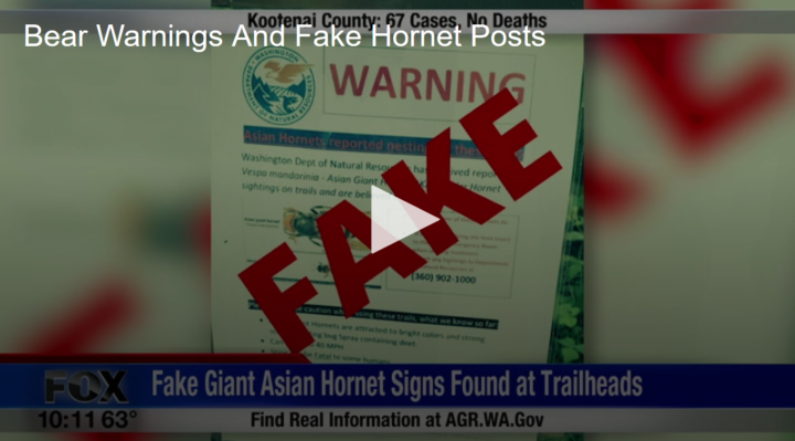 2020-05-27 Bear Warnings And Fake Hornet Posts Fox 11 Tri Cities Fox 41 Yakima