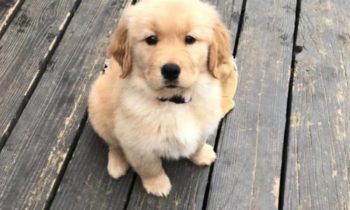 DOG TRAINERS: WHAT LONG-TERM CHANGES DO THEY EXPECT AS A RESULT OF COVID-19?