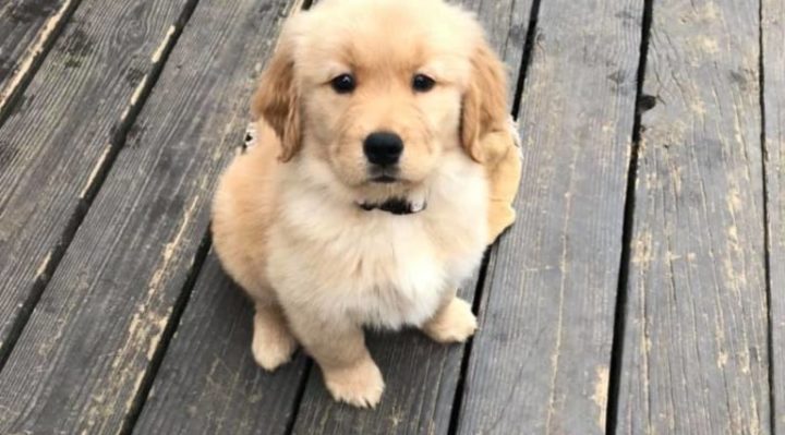 AprilShoe-768x679 | Fox 11 Tri Cities Fox 41 Yakima