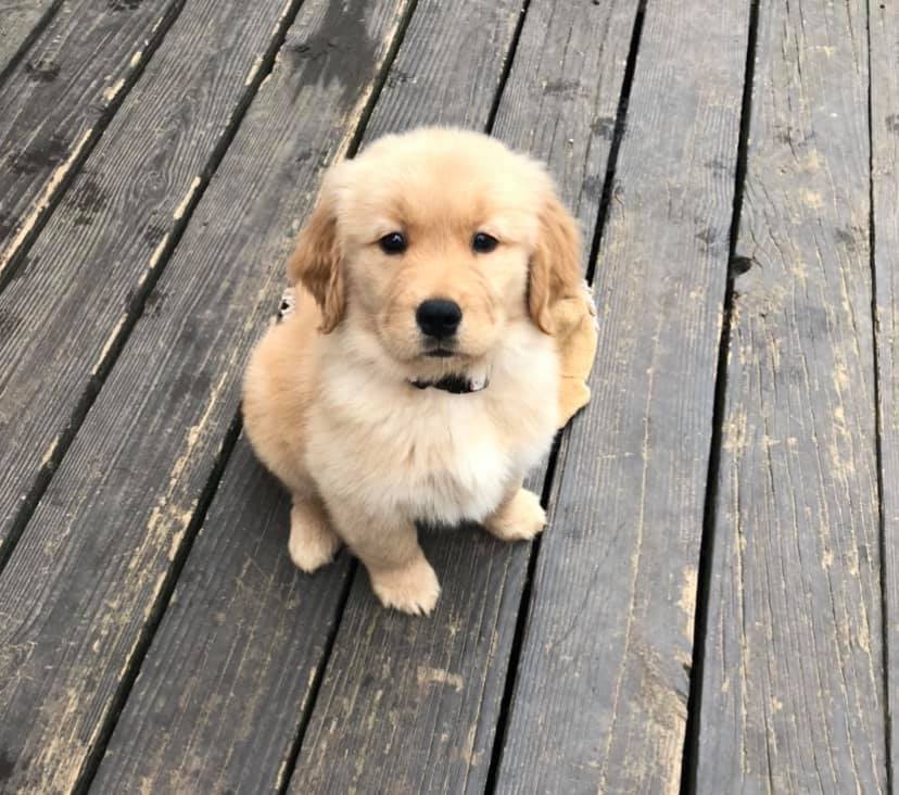 | Fox 11 Tri Cities Fox 41 Yakima