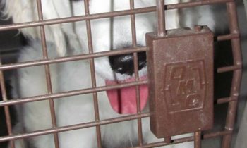 MAYBE YOU DIDN’T HEAR ME WHEN I SAID IT THE FIRST TIME?