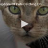 2020-06-04 Remote Adoptions Of Pets Catching On Fox 11 Tri Cities Fox 41 Yakima