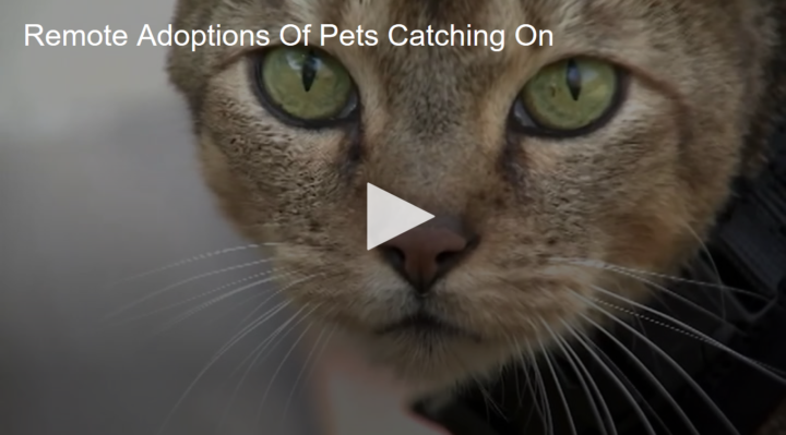 2020-06-04 Remote Adoptions Of Pets Catching On Fox 11 Tri Cities Fox 41 Yakima