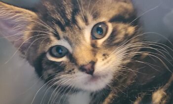 “WE FOSTERED A LITTER OF KITTENS DURING THE PANDEMIC!”