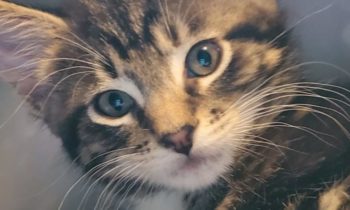 “WE FOSTERED A LITTER OF KITTENS DURING THE PANDEMIC!”