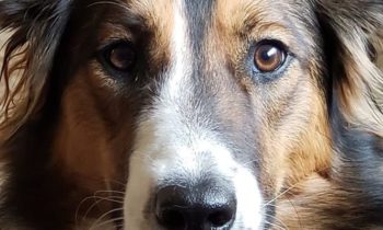 HELP YOUR DOG GET USED TO HUMANS WEARING FACE MASKS