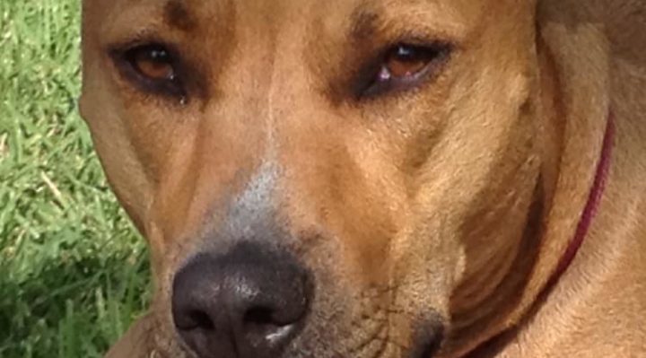 SandraSandyMachado-720x399.jpg | Fox 11 Tri Cities Fox 41 Yakima