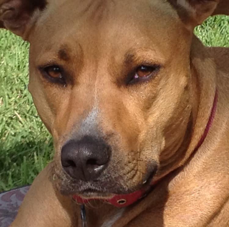 | Fox 11 Tri Cities Fox 41 Yakima