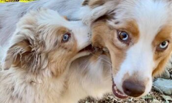 WHAT’S THE BEST ADVICE YOU’VE GOTTEN ABOUT A PET?