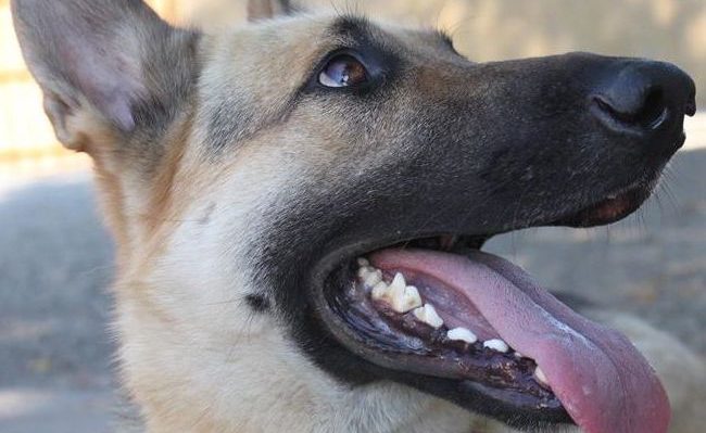 SarahRichardson2-650x399.jpg | Fox 11 Tri Cities Fox 41 Yakima