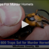 Setting Traps For Murder Hornets