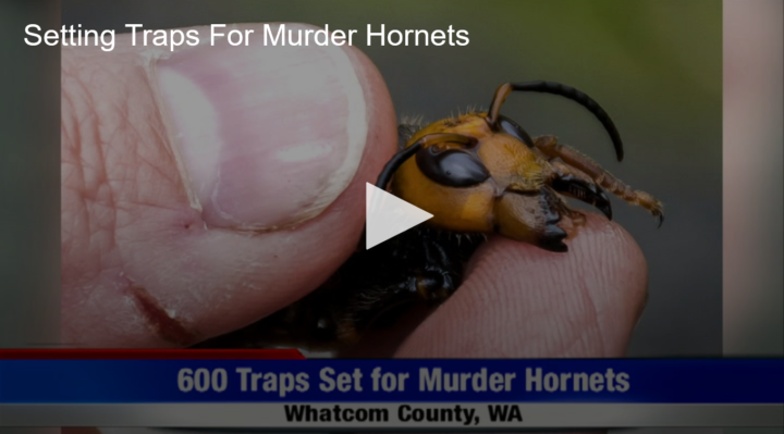 2020-07-02 Setting Traps For Murder Hornets Fox 11 Tri Cities Fox 41 Yakima