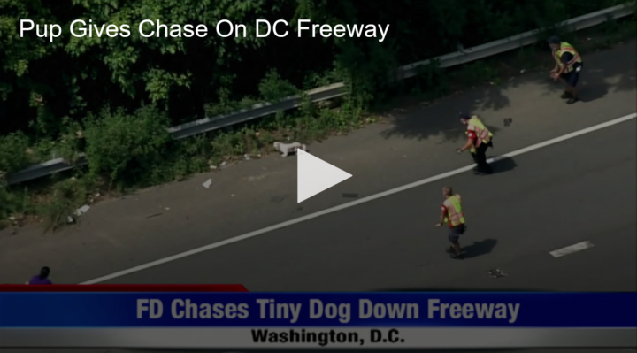 020-07-20 Pup Gives Chase On DC Freeway Fox 11 Tri Cities Fox 41 Yakima