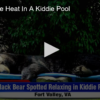 2020-07-27 Bearing The Heat In A Kiddie Pool Fox 11 Tri Cities Fox 41 Yakima