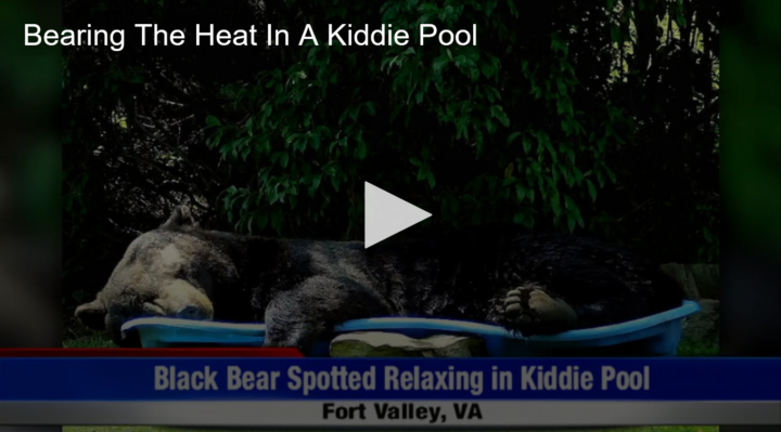 2020-07-27 Bearing The Heat In A Kiddie Pool Fox 11 Tri Cities Fox 41 Yakima