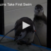 Baby Penguins Take First Swim
