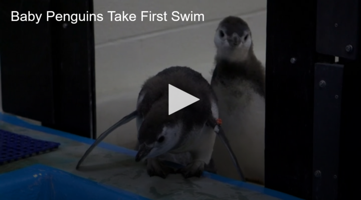 2020-08-20 Baby Penguins Take First Swim Fox 11 Tri Cities Fox 41 Yakima