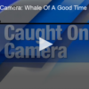 Caught on Camera: Whale Of A Good Time