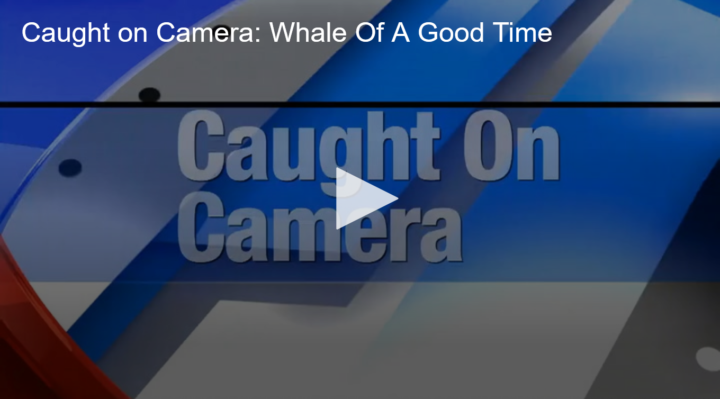 2020-08-26 Caught on Camera Whale Of A Good Time Fox 11 Tri Cities Fox 41 Yakima
