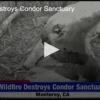 Wildfire Destroys Condor Sanctuary