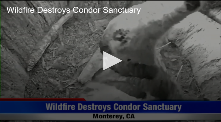 2020-08-28 Wildfire Destroys Condor Sanctuary Fox 11 Tri Cities Fox 41 Yakima | Fox 11 Tri Cities Fox 41 Yakima 2020-08-28 Wildfire Destroys Condor Sanctuary Fox 11 Tri Cities Fox 41 Yakima
