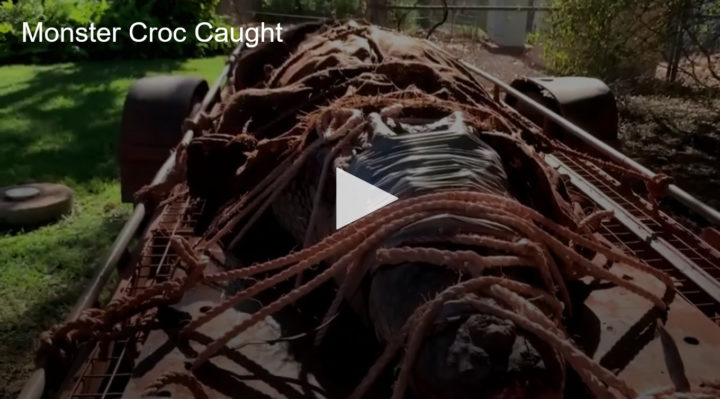 2020-08-31 Monster Crocodile Caught in Australia Fox 11 Tri Cities Fox 41 Yakima | Fox 11 Tri Cities Fox 41 Yakima 2020-08-31 Monster Crocodile Caught in Australia Fox 11 Tri Cities Fox 41 Yakima