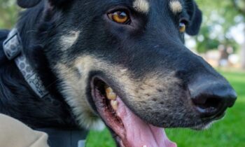 MORE ANIMAL PROFESSIONALS TALK ABOUT THEIR MENTORS