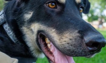 MORE ANIMAL PROFESSIONALS TALK ABOUT THEIR MENTORS