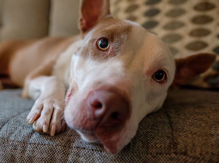 | Fox 11 Tri Cities Fox 41 Yakima