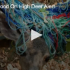 Neighborhood On High Deer Alert