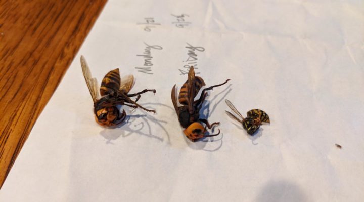 5f739ea2192c0.hires_-720x399 | Fox 11 Tri Cities Fox 41 Yakima