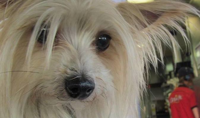 ValHughesTeasel@Carls-674x399.jpg | Fox 11 Tri Cities Fox 41 Yakima