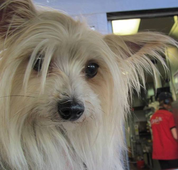 | Fox 11 Tri Cities Fox 41 Yakima