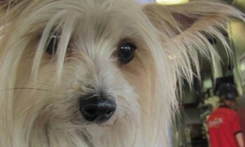 LIVING WITH A VERY OLD DOG—SOLUTIONS TO KEEP HER SAFE