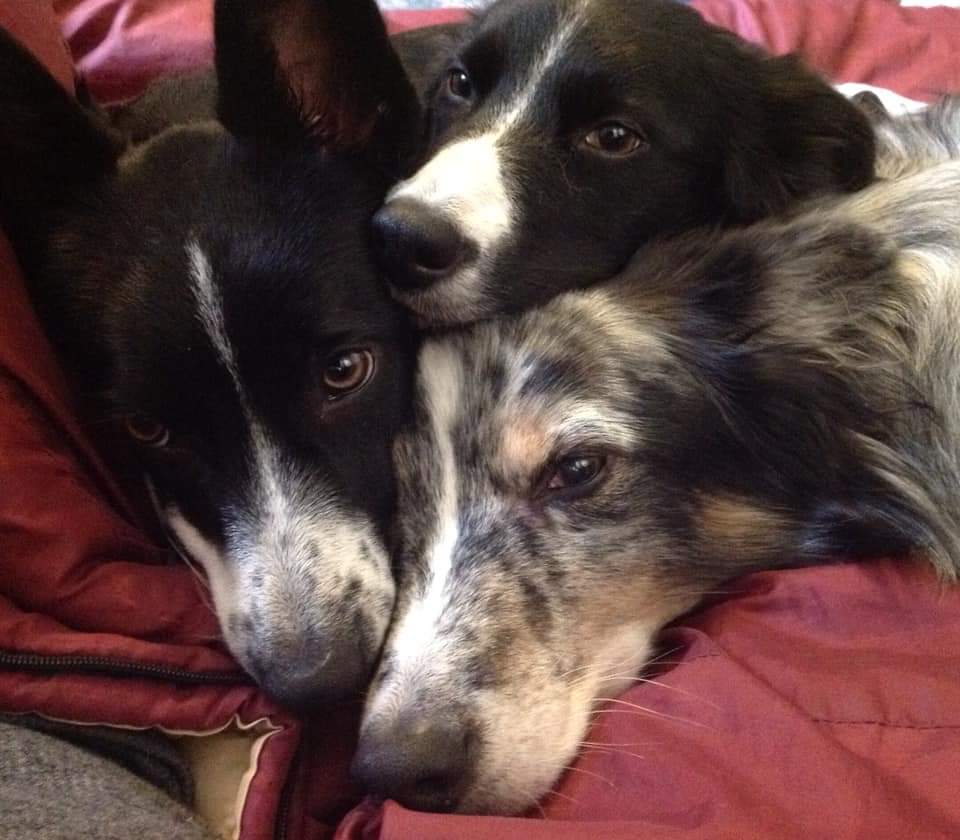 | Fox 11 Tri Cities Fox 41 Yakima