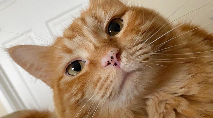 MarksJasper-720x399.jpg | Fox 11 Tri Cities Fox 41 Yakima