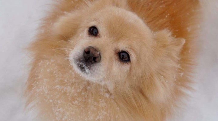 NicoleVaughn-720x399.jpg | Fox 11 Tri Cities Fox 41 Yakima