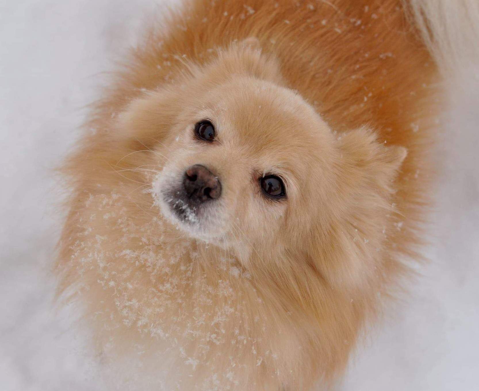 | Fox 11 Tri Cities Fox 41 Yakima