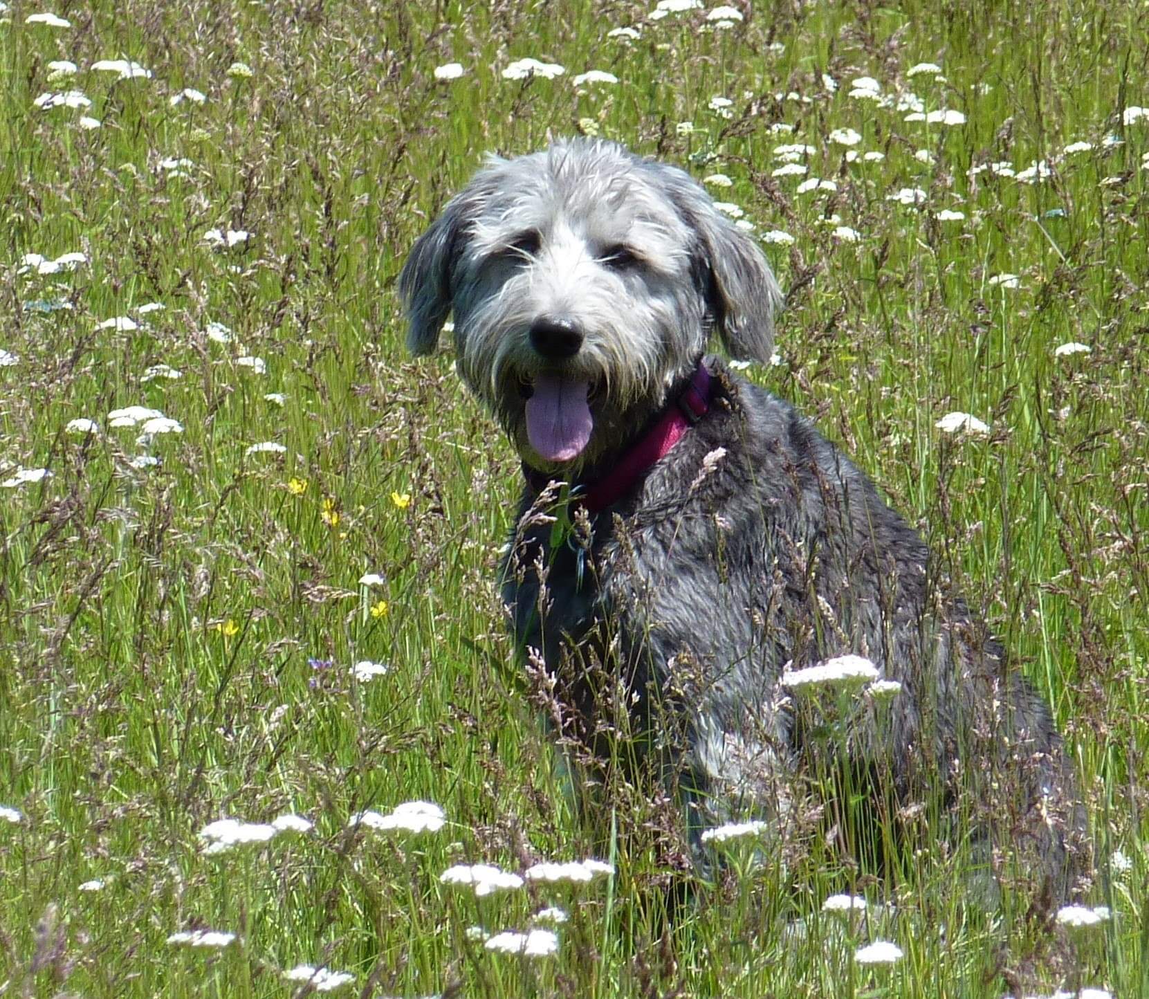 | Fox 11 Tri Cities Fox 41 Yakima