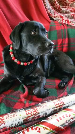 | Fox 11 Tri Cities Fox 41 Yakima