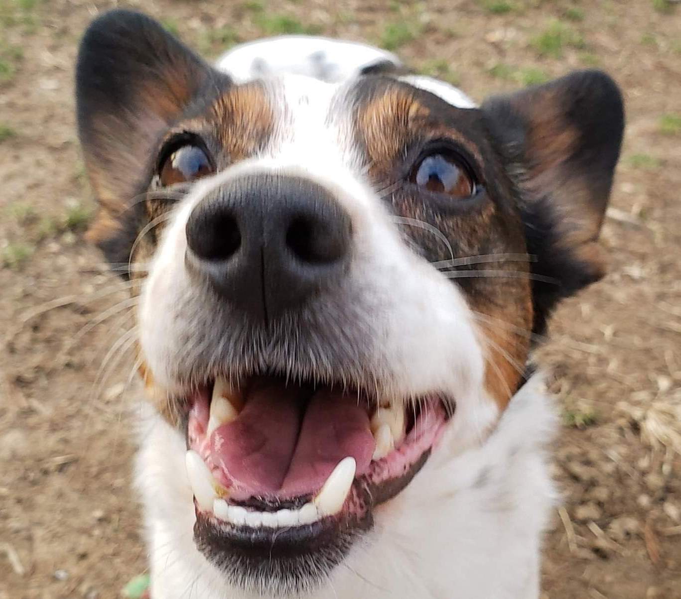 | Fox 11 Tri Cities Fox 41 Yakima