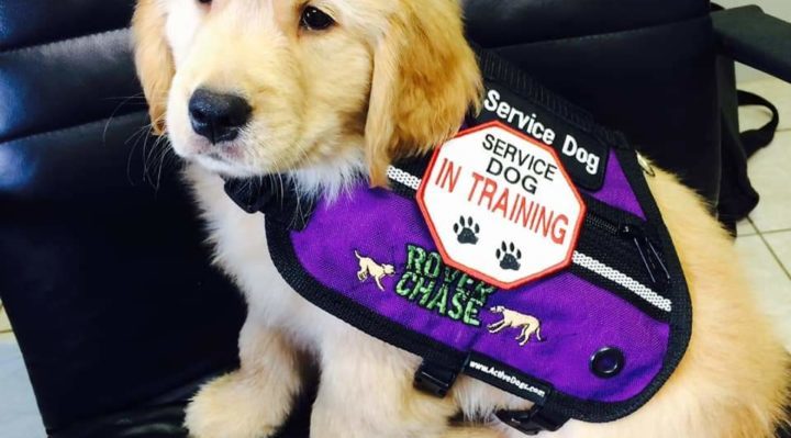 EMOTIONAL SUPPORT ANIMALS BANNED ON AIRLINES—HOW THE NEW RULE AFFECTS  SERVICE DOGS | Fox 11 Tri Cities Fox 41 Yakima