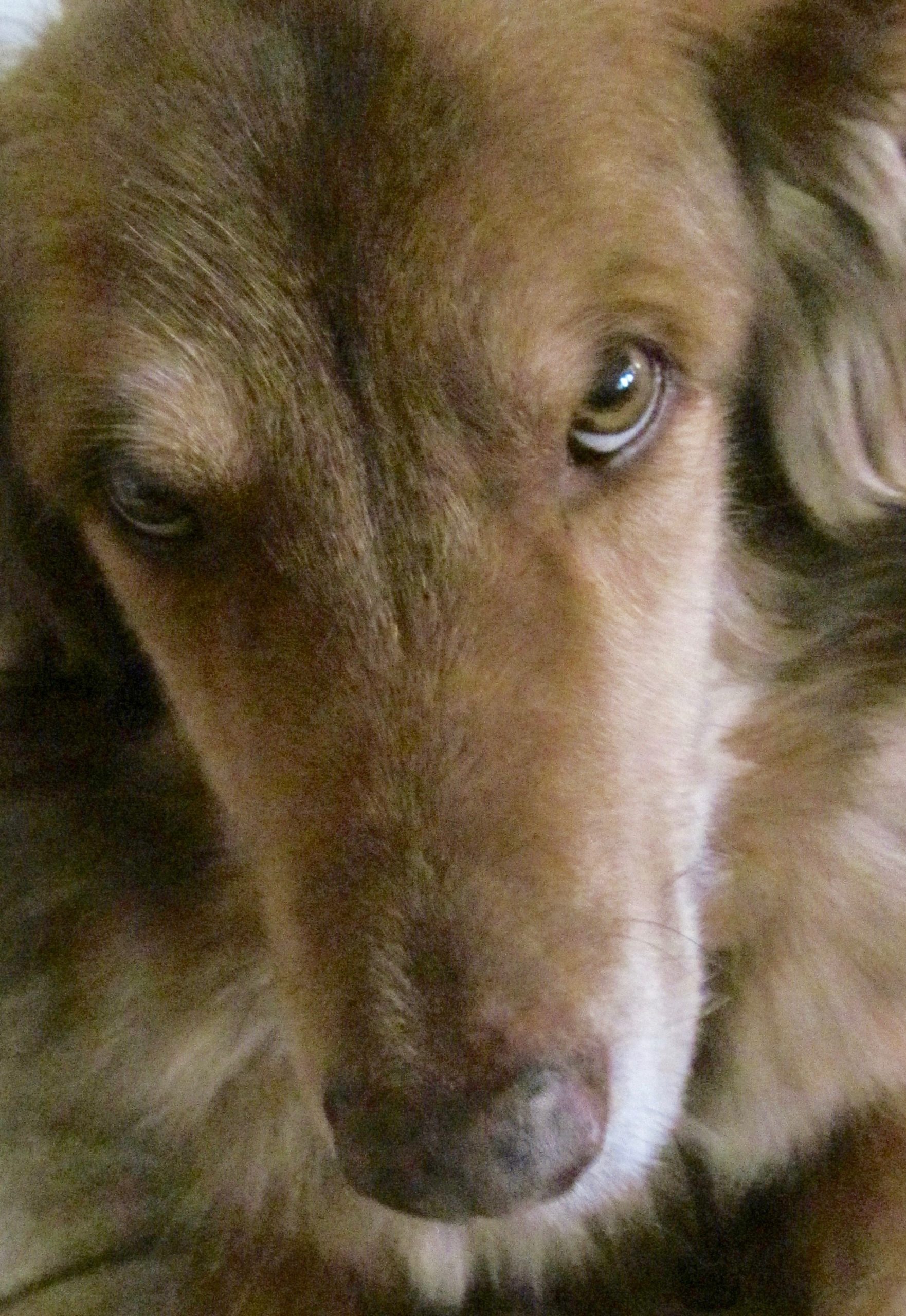 | Fox 11 Tri Cities Fox 41 Yakima