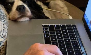 ADOPTING AN OLDER PET—A GOOD CHOICE FOR YOU?