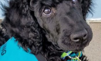 AIRLINES BAN EMOTIONAL SUPPORT ANIMALS—HANDLERS, TRAINERS, AND A THERAPIST RESPOND TO NEW RULE