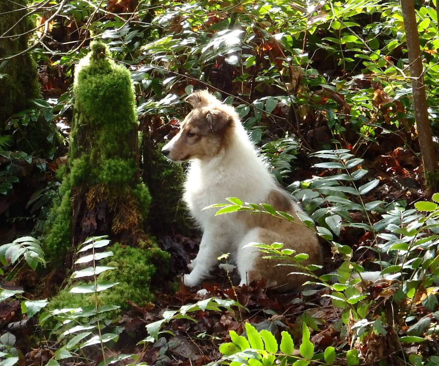 SeptemberMornDaisy | Fox 11 Tri Cities Fox 41 Yakima