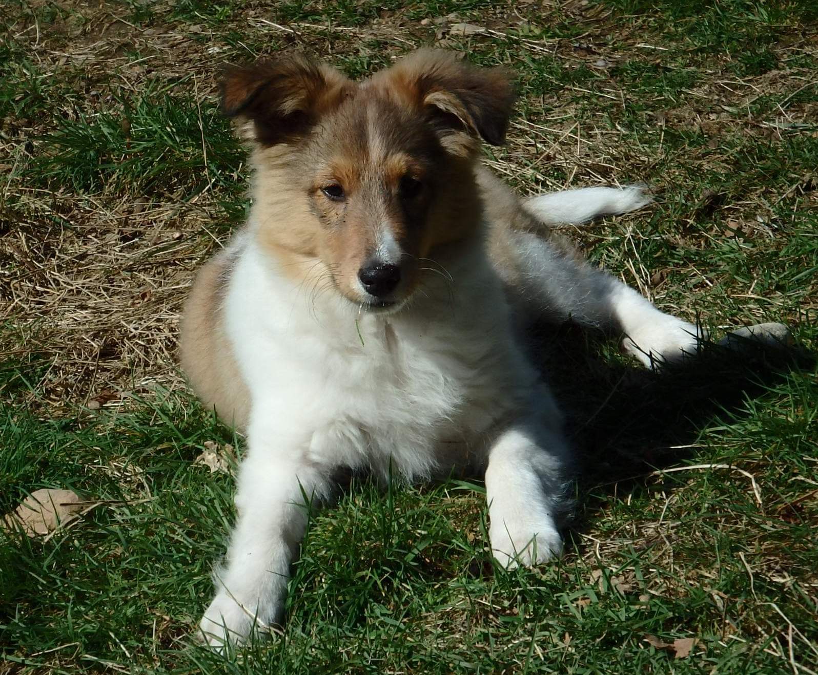 SeptemberMornDaisyTwo | Fox 11 Tri Cities Fox 41 Yakima