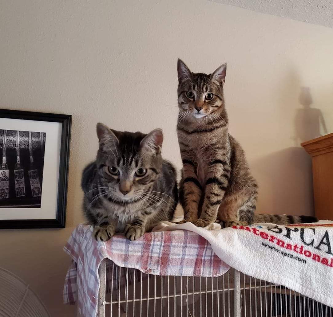 | Fox 11 Tri Cities Fox 41 Yakima