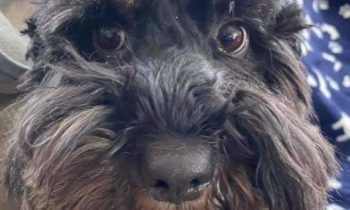 PANDEMIC PUPS AND COVID KITTENS—MORE ON PETS ADOPTED LAST YEAR